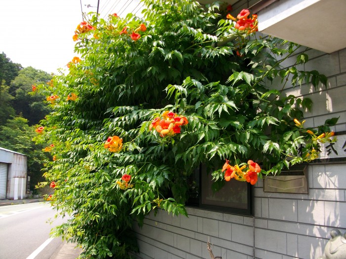 オレンジ色の花が咲き誇っています 愛媛の墓石専門店 小野石材